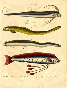 Gymnetrus - båndfisk af John Pass