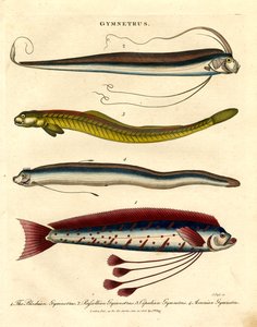 Gymnetrus-arter - båndfisk