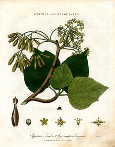 Gyrinus og Gyrocarpus af John Pass