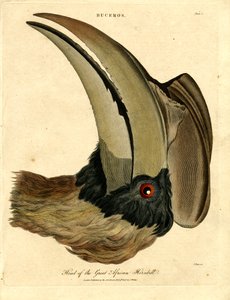 Hovedet af den store afrikanske næsehornsfugl af John Pass