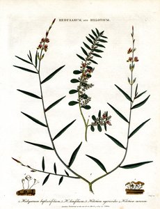 Hedysarum og Helotium af John Pass
