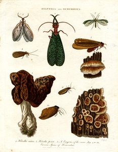 Helvella og Hemerobius af John Pass