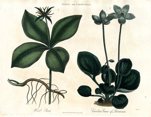 Herb Paris og Grass of Parnassus af John Pass