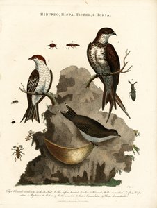 Hirundo;Hispa;Hister  Hortia: Svaler og biller