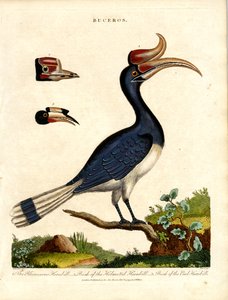 Næsehornsfuglearter med detaljer om regningen af John Pass