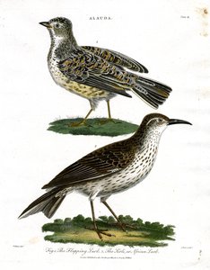 Lærkearter - sanglærke og afrikansk lærke af John Pass