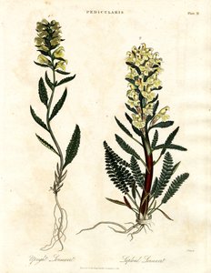 Luseurt-arter af John Pass