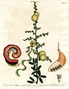 Mimosa - Mimosa med sød smag af John Pass