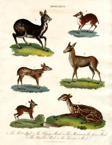 Moschus: Forskellige arter af moskushjorte af John Pass
