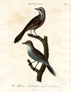 Motacilla - Afrikansk nattergal