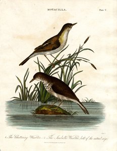 Motacilla: Klappersanger og Isabellasanger