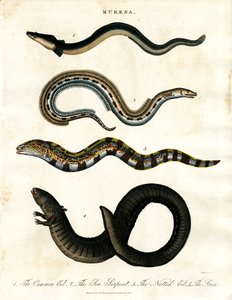 Muraena af John Pass