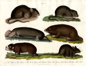 Mus: Illustration af forskellige gnavere af slægten Mus af John Pass