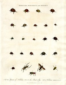 Notoclea;Notonecta;og Notoxus-biller af John Pass