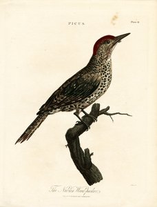 Nubisk spætte (Picus) af John Pass