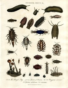 Onchidium;Oniscus og andre leddyr af John Pass