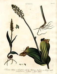 Ophrys-arter med møl