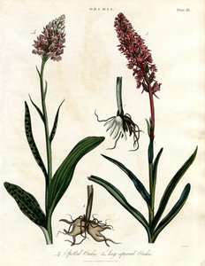 Orkideer: Plettet og langsporet gøgeurt af John Pass