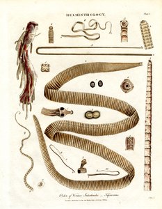 Ordenen Vermes Intestinales - Bændelorm af John Pass
