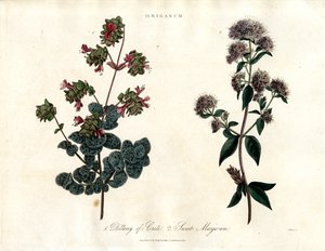 Origanum-arter: Dittany af Kreta og sød merian af John Pass