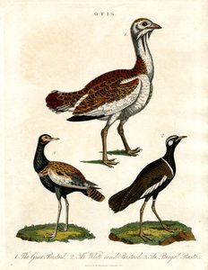 Otis: Skildring af forskellige trappearter af John Pass