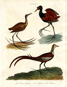 Parra-arter (jacanas) af John Pass
