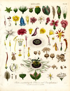 Dele, der udgør blomsterne og frugtdannelsen af John Pass