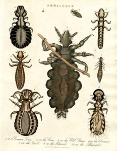 Pediculus - forskellige arter af lus af John Pass