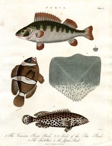 Aborre-arter af John Pass