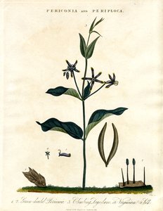 Periconia og Periploca