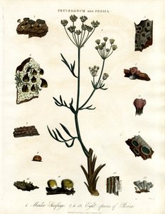 Peucedanum og Peziza af John Pass