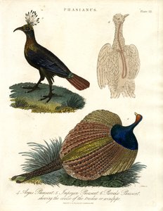 Phasianus (fasanart) af John Pass