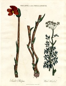 Phelipaea og Phellandrum af John Pass