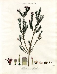 Philotheca af John Pass