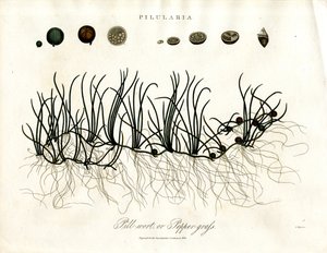 Pilularia: Pileurt eller pebergræs af John Pass