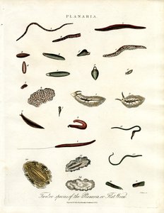 Planaria - Tolv arter af fladorme af John Pass