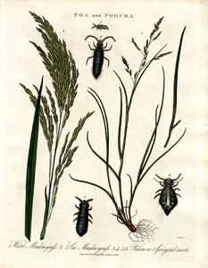 Poa og Podura