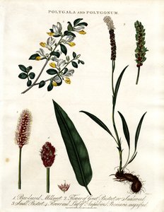 Polygala og Polygonum af John Pass