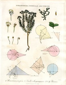 Poranthera;Porella og porismer af John Pass
