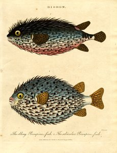 Pindsvinefisk (Diodon)