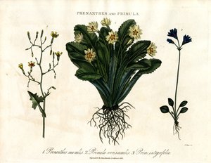 Prenanthes og Primula: Vægsalat;Primula og helbladet primula af John Pass