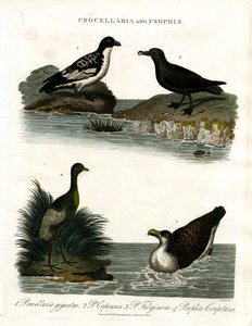 Procellaria og Psophia: Petreller og trompeterfugle af John Pass