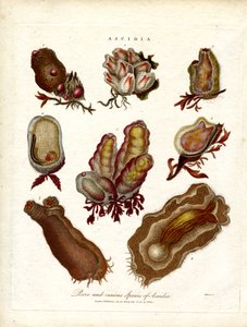 Sjældne og mærkværdige arter af Ascidia af John Pass