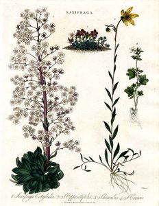 Saxifraga-arter