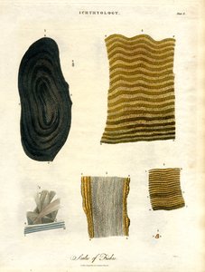 Fiskens skæl af John Pass