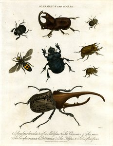 Scarabaeus og Scolia (biller og gravehvepse)