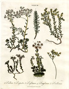Sedum: Forskellige arter af stenurt