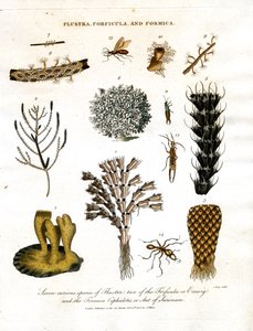 Syv nysgerrige arter af Flustra; to af Forficula eller øresnegl; og Formica Cephalotes; eller myre fra Surinam af John Pass