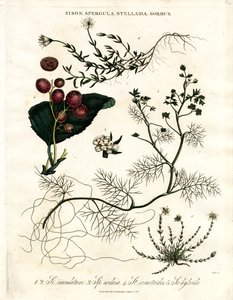 Sison;Spergula;Stellaria;Sorbus af John Pass