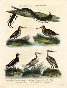 Snipes (Scolopax) og tusindben (Scolopendra)